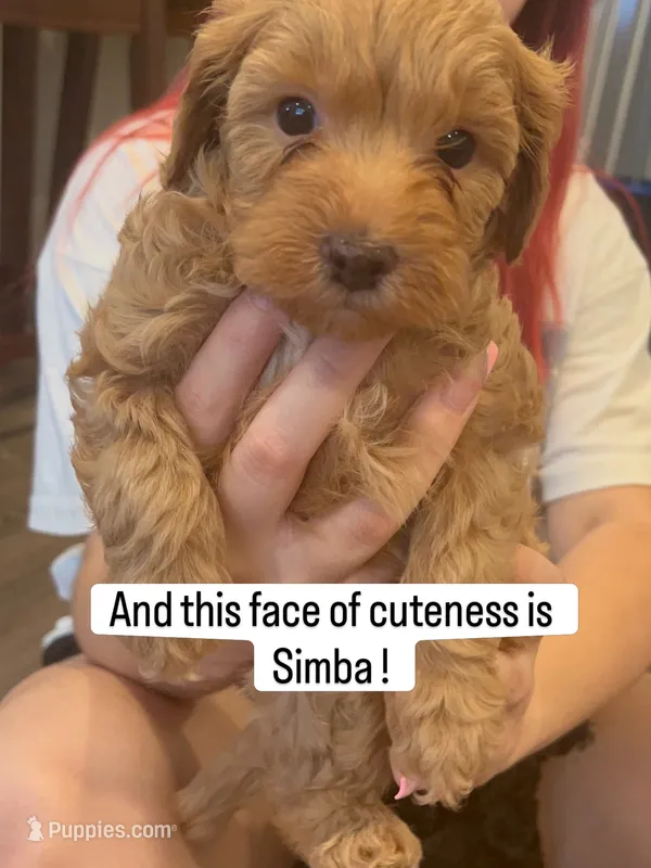 Simba – Poodle - Miniature , Poodle - Standard  puppy for sale in Philadelphia, PA