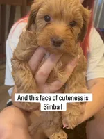 Simba, a male Poodle - Miniature  and Poodle - Standard  for sale in Philadelphia, PA – 1 of 1