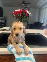 Brownie, a female Golden Retriever for sale in Greeley, CO – 2 of 2