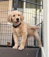 Bubba, a male Golden Retriever for sale in Greeley, CO – 2 of 2