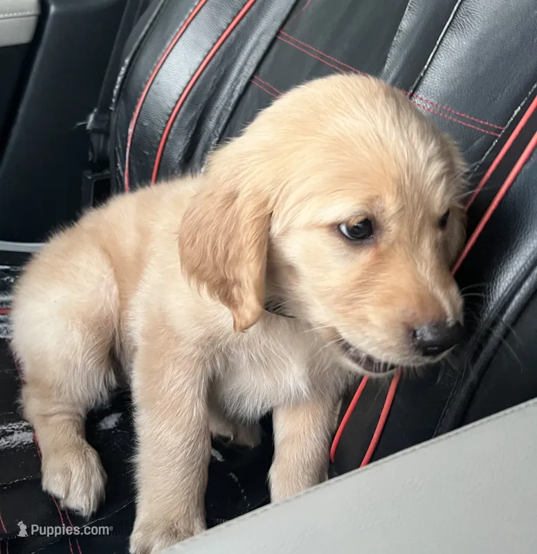 Brownie – Golden Retriever puppy for sale in Greeley, CO