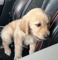 Brownie, a female Golden Retriever for sale in Greeley, CO – 1 of 2