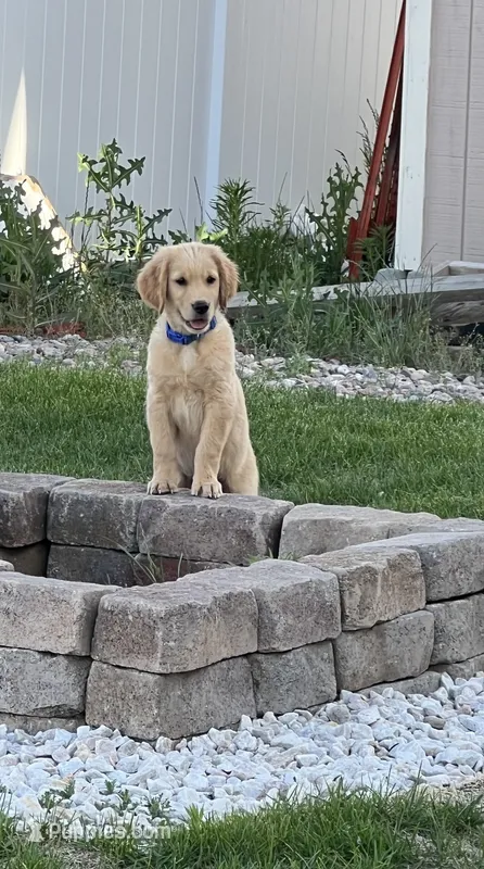 Bubba – Golden Retriever puppy for sale in Greeley, CO