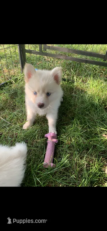 Sky – Pomeranian, Pomsky puppy for sale in Holt, MI