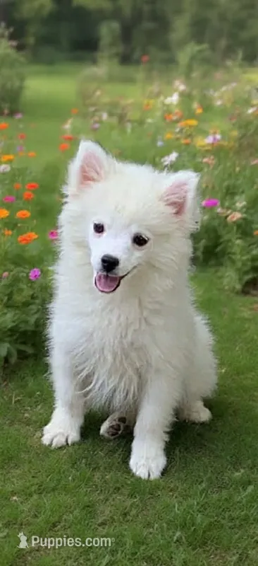Casper – Pomeranian, Pomsky puppy for sale in Holt, MI