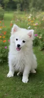 Casper, a male Pomeranian and Pomsky for sale in Holt, MI – 1 of 10