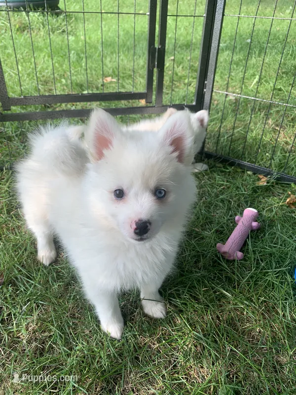 Poseidon – Pomeranian, Pomsky puppy for sale in Holt, MI