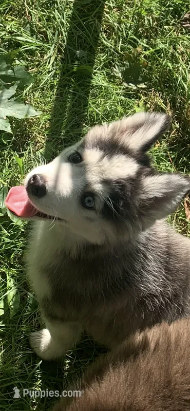 Aria , a female Pomeranian and Pomsky for sale in Holt, MI – 1 of 9