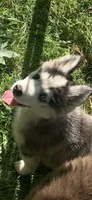 Aria , a female Pomeranian and Pomsky for sale in Holt, MI – 1 of 9