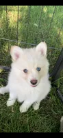 Simba , a male Pomeranian and Pomsky for sale in Holt, MI – 10 of 10