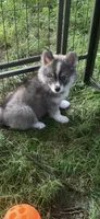 Aspen, a female Pomeranian and Pomsky for sale in Holt, MI – 3 of 8
