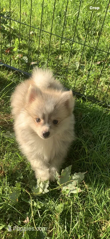Nanook – Pomsky puppy for sale in Holt, MI