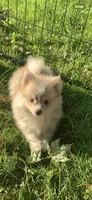 Nanook, a male Pomsky for sale in Holt, MI – 1 of 10