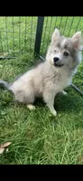 Olivia, a female Pomeranian and Pomsky for sale in Holt, MI – 6 of 10
