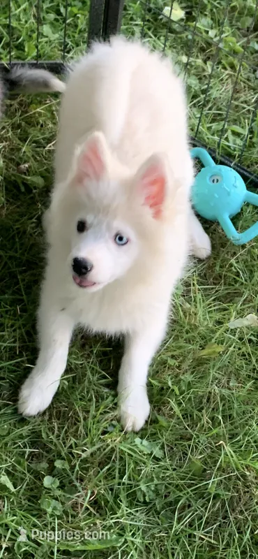 Poseidon – Pomeranian, Pomsky puppy for sale in Holt, MI