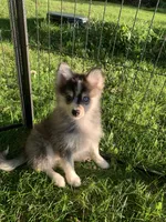 Titan , a male Pomeranian and Pomsky for sale in Holt, MI – 4 of 4