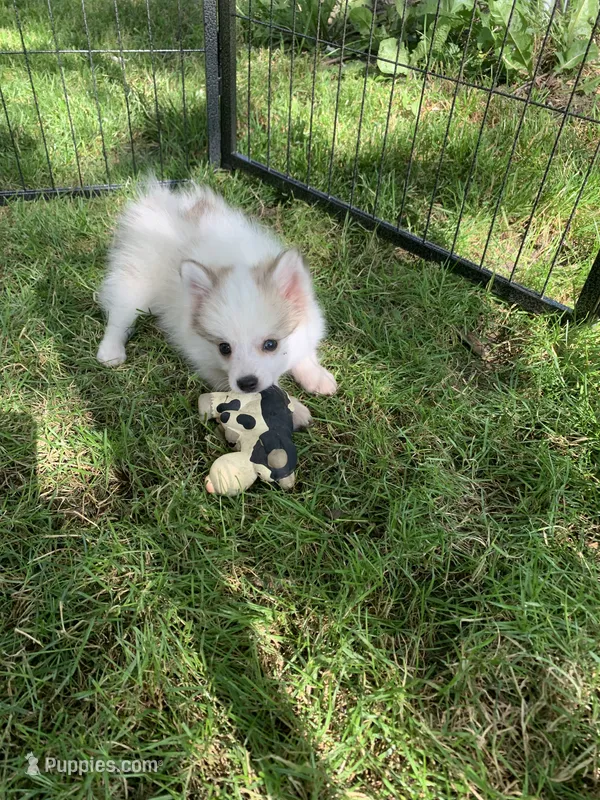 Loki  – Pomeranian, Pomsky puppy for sale in Holt, MI