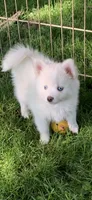 Prince, a male Pomeranian and Pomsky for sale in Holt, MI – 2 of 4