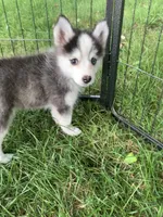 Aria , a female Pomeranian and Pomsky for sale in Holt, MI – 9 of 9