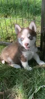 Blaze , a male Pomeranian and Pomsky for sale in Holt, MI – 2 of 5