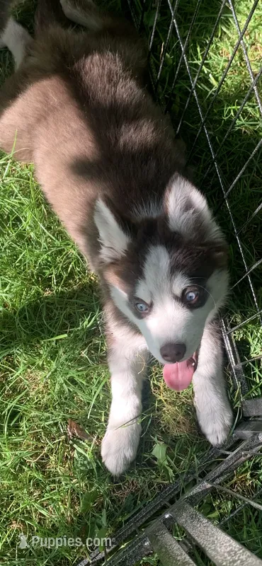 Cooper – Pomeranian, Pomsky puppy for sale in Holt, MI