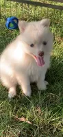 Niko , a male Pomeranian and Pomsky for sale in Holt, MI – 3 of 9