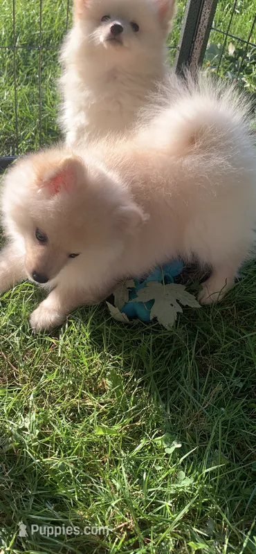 Teddy – Pomeranian, Pomsky puppy for sale in Holt, MI