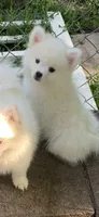 Casper, a male Pomeranian and Pomsky for sale in Holt, MI – 4 of 10
