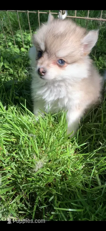 Samantha  – Pomsky puppy for sale in Holt, MI