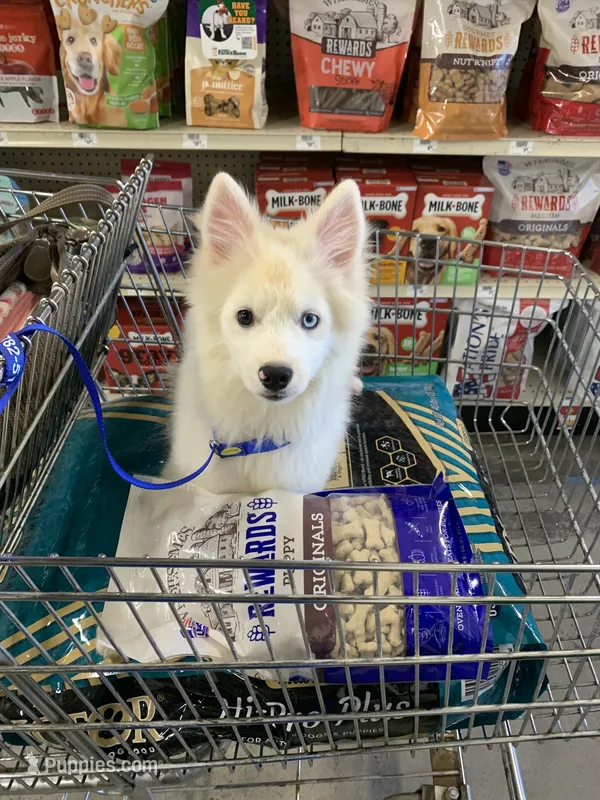 Poseidon – Pomeranian, Pomsky puppy for sale in Holt, MI