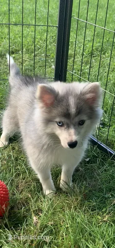 Olivia – Pomeranian, Pomsky puppy for sale in Holt, MI