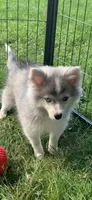 Olivia, a female Pomeranian and Pomsky for sale in Holt, MI – 2 of 10
