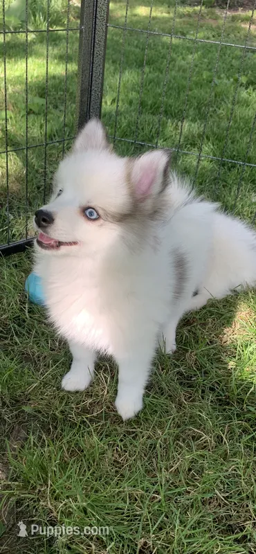Bandit  – Pomeranian, Pomsky puppy for sale in Holt, MI