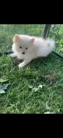 Frosty, a male Pomsky for sale in Holt, MI – 2 of 6