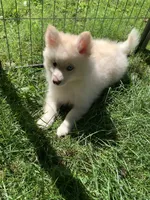 Simba , a male Pomeranian and Pomsky for sale in Holt, MI – 9 of 10