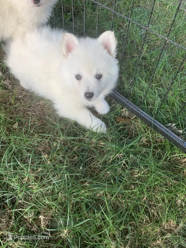 Glacier – Pomeranian, Pomsky puppy for sale in Holt, MI