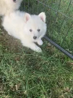 Glacier, a male Pomeranian and Pomsky for sale in Holt, MI – 1 of 6