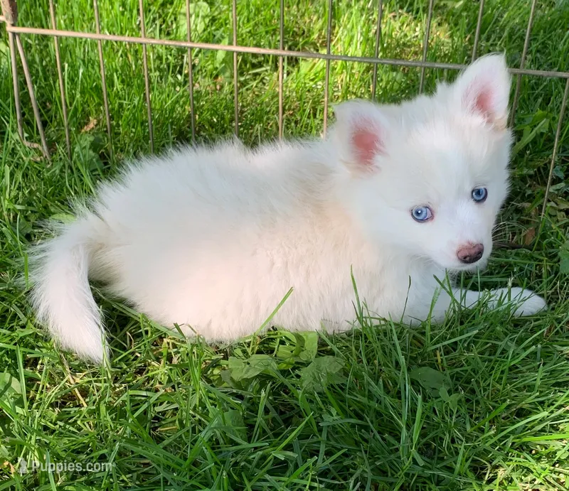 Prince – Pomsky puppy for sale in Holt, MI