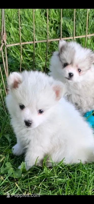Casper – Pomsky puppy for sale in Holt, MI