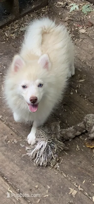 Niko  – Pomeranian, Pomsky puppy for sale in Holt, MI