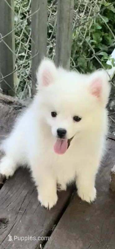 Casper – Pomeranian, Pomsky puppy for sale in Holt, MI