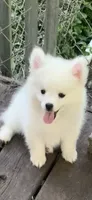 Casper, a male Pomeranian and Pomsky for sale in Holt, MI – 3 of 10