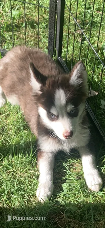 Cooper – Pomeranian, Pomsky puppy for sale in Holt, MI