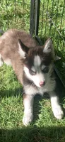 Cooper, a male Pomeranian and Pomsky for sale in Holt, MI – 1 of 4