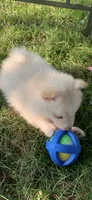 Niko , a male Pomeranian and Pomsky for sale in Holt, MI – 5 of 9