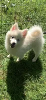 Poseidon, a male Pomeranian and Pomsky for sale in Holt, MI – 3 of 10