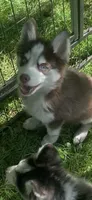 Cooper, a male Pomeranian and Pomsky for sale in Holt, MI – 3 of 4