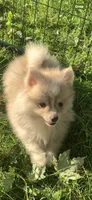 Nanook, a male Pomsky for sale in Holt, MI – 9 of 10