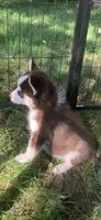 Blaze , a male Pomeranian and Pomsky for sale in Holt, MI – 5 of 5