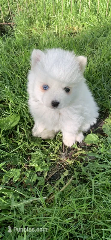 Kody – Pomeranian, Pomsky puppy for sale in Holt, MI